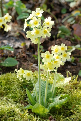 waldschluesselblume