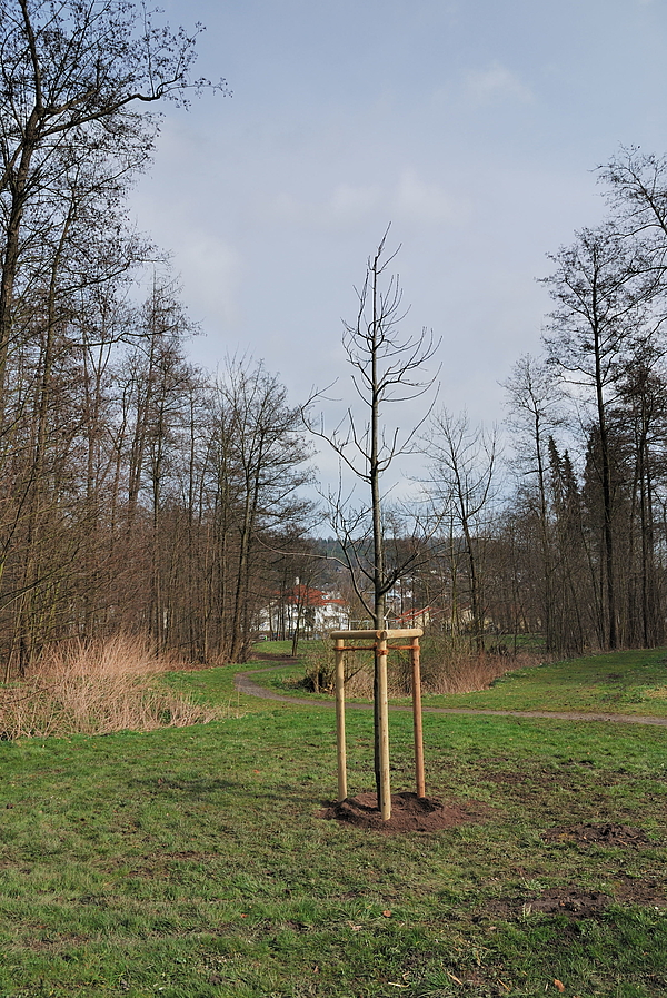 Baum 13